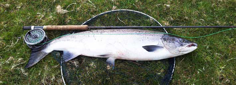Salmon from the Owenduff River